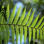 Contoh Kingdom Plantae: Pengertian, Ciri, Klasifikasi, dan Perannya dalam Kehidupan