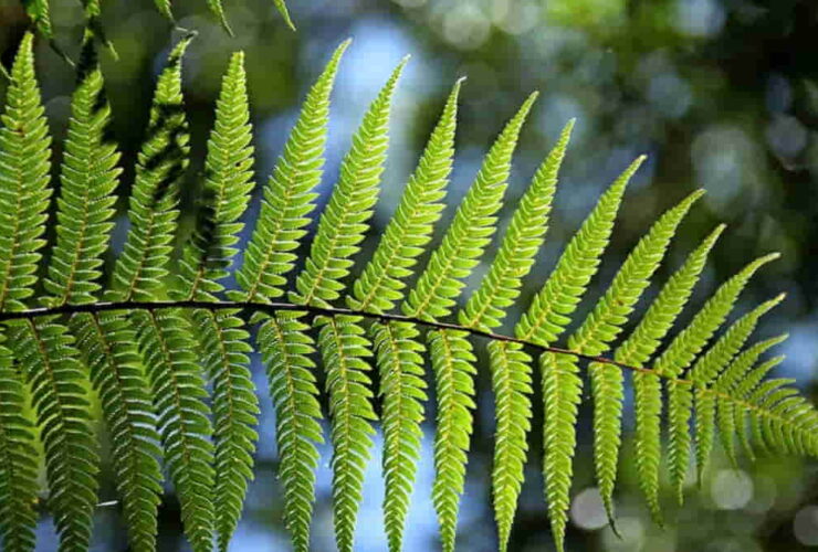 Contoh Kingdom Plantae: Pengertian, Ciri, Klasifikasi, dan Perannya dalam Kehidupan