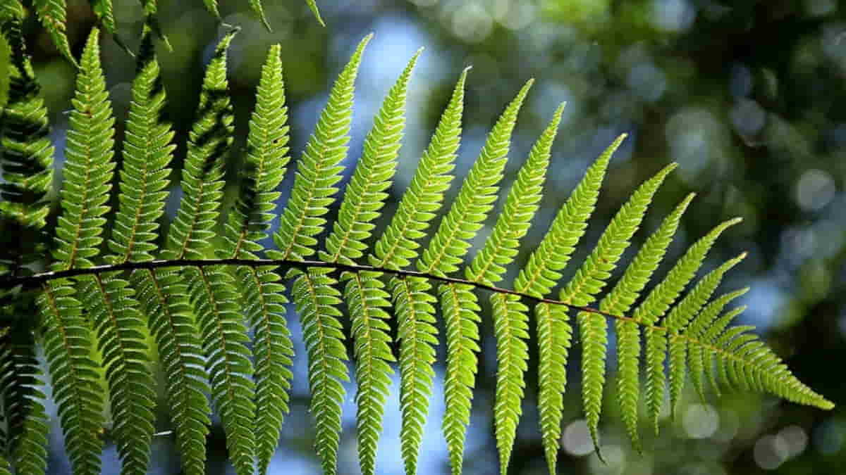 Contoh Kingdom Plantae: Pengertian, Ciri, Klasifikasi, dan Perannya dalam Kehidupan