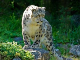 Apakah Reinkarnasi Itu Nyata? Penjelasan Ilmiah, Spiritual, dan Pandangan Logis